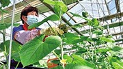 科技興農開(kāi)花結果